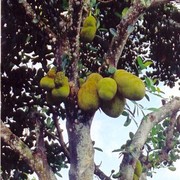 Een rijke oogst aan Nangka's (jackfruit). De vrucht is al gauw zo'n dertig tot veertig centimeter lang en twintig tot dertig centimeter breed. Het gewicht kan liggen tussen de 5 en 20 kilo.    