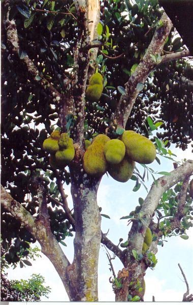 Een rijke oogst aan Nangka's (jackfruit). De vrucht is al gauw zo'n dertig tot veertig centimeter lang en twintig tot dertig centimeter breed. Het gewicht kan liggen tussen de 5 en 20 kilo.