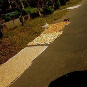 Langs de kant van de weg ligt op tikars van alles te drogen: rijst, mais, zoute visjes, kroepoek. De passerende auto's geven er met hun dampen het goede aroma aan.