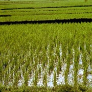 De jonge rijstplantjes (bibit) worden in kaarsrechte rijtjes in de natte grond gezet.
