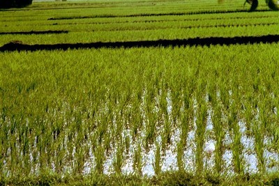De jonge rijstplantjes (bibit) worden in kaarsrechte rijtjes in de natte grond gezet.    