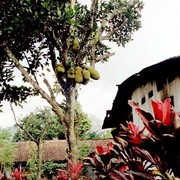 Deze bewoner boft: een heel productieve Nangka-boom. Eén van mijn favoriete vruchten.
