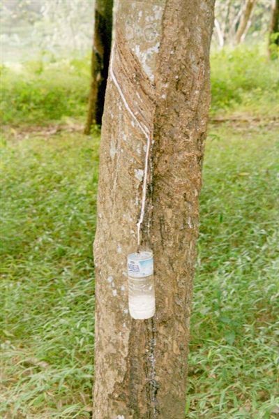 Onderweg: een verlaten rubberplantage. Aan de bomen hangen halve plastic waterflesjes van het merk Aqua. Hierin wordt het witte sap opgevangen dat uit de kerven sijpelt. Het is inmiddels verdikt tot een witte rubberachtige substantie die behoorlijk bedorven ruikt.