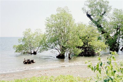 Waar het strand eindigt groeien mangrove-bomen in zee.