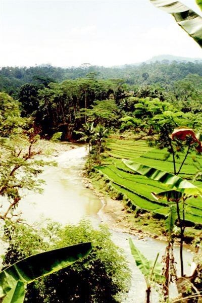 Een kali met glinsterend water, een helling met terrasgewijs liggende sawa's in vele kleuren groen, pisangbomen met gerafelde bladeren die het beeld omlijsten. Het is zo klassiek als de landschapjes aan de muren van oud-Indisch-gasten, maar het is altijd