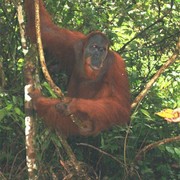 Een grote volwassen orang utan, met roodbruin vlassig haar en een zwartleren gezicht met donkere geduldige ogen