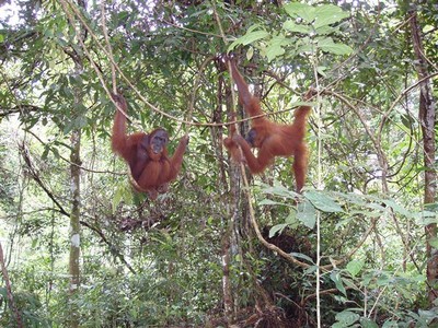   Mogelijk is Abdul de vader, maar erg druk maak hij zich er niet over. Orang Utans leven solitair en alhoewel ze nog geen twee meter van elkaar vandaan zitten negeren beide apen elkaar geheel.