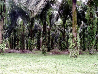 Op weg naar Bukit Lawang: plantages palmolie-bomen