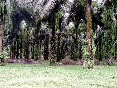 Op weg naar Bukit Lawang: plantages palmolie-bomen    