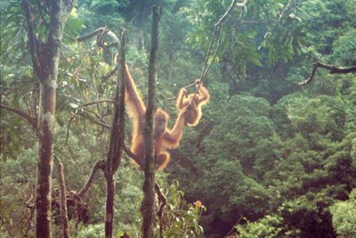 foto: © Peter Jaeggi, Anne-Marie Pluess, Boock, Schmid http://www.sumatranorangutan.org/site_mawas/UK/GALLERIES/pag/SOCP/SOCP_1.htm