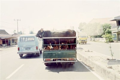 Indonesiers zijn een zachtaardig volk, maar niet voor dieren. Hier worden vier koeien vervoerd in de open laadruimte van een bestelbusje. Drie in lengterichting, de vierde dwars erop, tegen de laadklep aan. We zien op deze foto alleen de achterste.