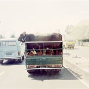 Indonesiers zijn een zachtaardig volk, maar niet voor dieren. Hier worden vier koeien vervoerd in de open laadruimte van een bestelbusje. Drie in lengterichting, de vierde dwars erop, tegen de laadklep aan. We zien op deze foto alleen de achterste.