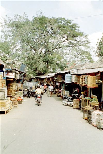 De vogeltjesmarkt van Malang, op loopafstand van de alun-alun. Aangrenzend ligt (een trapje af) de pasar Bunga, de bloemenmarkt.    