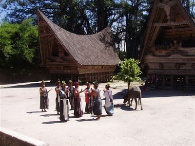 Dansvoorstelling bij het dorpje Simanindo. Op een pleintje, omringd door traditionele Batakhuzen, danst een tiental Batakkers een aantal taferelen rond het symbolisch offeren van een koe.    