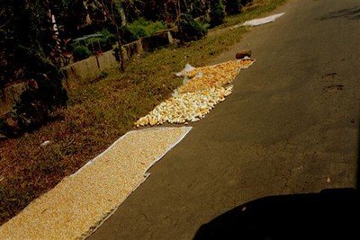 Langs de kant van de weg ligt op tikars van alles te drogen: rijst, mais, zoute visjes, kroepoek. De passerende auto's geven er met hun dampen het goede aroma aan.    