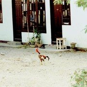Broodmagere kampong kip. Soms is scharrelen óók geen leuk leven voor een kip.