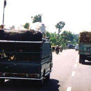 Zo vervoer je vier karbouwen op een kleine vrachtwagen. Drie staan in de lengte, de vierde er dwars achter.
