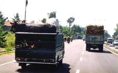 Zo vervoer je vier karbouwen op een kleine vrachtwagen. Drie staan in de lengte, de vierde er dwars achter.    