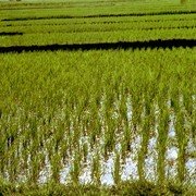 De jonge rijstplantjes (bibit) worden in kaarsrechte rijtjes in de natte grond gezet.