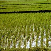 De jonge rijstplantjes (bibit) worden in kaarsrechte rijtjes in de natte grond gezet.    