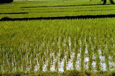 De jonge rijstplantjes (bibit) worden in kaarsrechte rijtjes in de natte grond gezet.