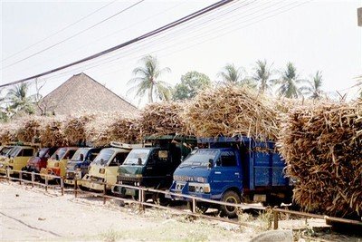 Vrachtauto's die klaar staan om suikerriet te vervoeren.    