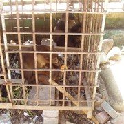 De "dierentuin". Gibbons in een kippenhok van pakweg een meter hoogte. Je kan alleen maar hopen dat ze snel uit hun lijden verlost worden.
