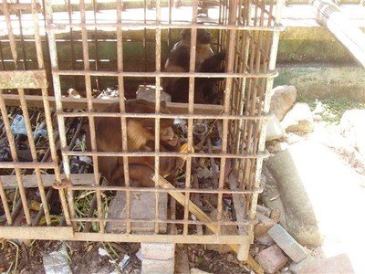 De "dierentuin". Gibbons in een kippenhok van pakweg een meter hoogte. Je kan alleen maar hopen dat ze snel uit hun lijden verlost worden.