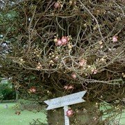 In de tuin van hotel Siantar: een kanonskogelboom.    