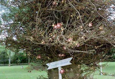 In de tuin van hotel Siantar: een kanonskogelboom.