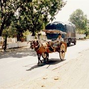 Onderweg naar Kalibaru komen we langs de plaatsjes Situbondo en Banyuwangi. Hier heeft de tijd stil gestaan. We zien veel dokars, waarvan de dravende paardjes hun belletjes laten rinkelen bij elke stap.    