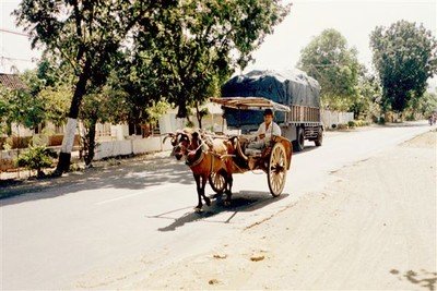 Onderweg naar Kalibaru komen we langs de plaatsjes Situbondo en Banyuwangi. Hier heeft de tijd stil gestaan. We zien veel dokars, waarvan de dravende paardjes hun belletjes laten rinkelen bij elke stap.    