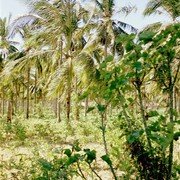 Suikerpalm. Bovenin hangt de fles waarin het afgetapte sap wordt opgevangen. Dat is beter te zien op de volgende foto (een brede witte plastic fles).