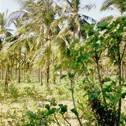 Suikerpalm. Bovenin hangt de fles waarin het afgetapte sap wordt opgevangen. Dat is beter te zien op de volgende foto (een brede witte plastic fles).    