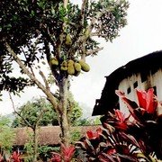 Deze bewoner boft: een heel productieve Nangka-boom. Eén van mijn favoriete vruchten.    