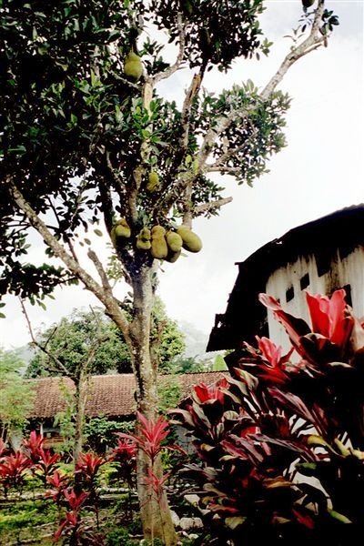 Deze bewoner boft: een heel productieve Nangka-boom. Eén van mijn favoriete vruchten.    