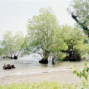 Waar het strand eindigt groeien mangrove-bomen in zee.    