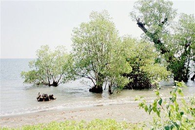 Waar het strand eindigt groeien mangrove-bomen in zee.    