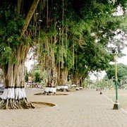 Alun-alun Wonosobo. De waringins pronken met hun brede bladkronen en de daaruit naar beneden hangende lianen.    