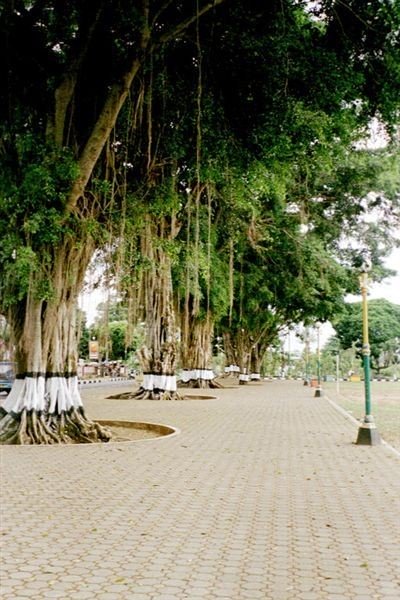 Alun-alun Wonosobo. De waringins pronken met hun brede bladkronen en de daaruit naar beneden hangende lianen.    