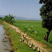 Het is stil op de weg naar Ambarawa. Er klinkt gesnater, een lange optocht van wel veertig zeer rechtop lopende eenden spoedt zich over de weg naar de overkant. Werkeenden zijn het, op weg naar de volgende sawah die zij moeten ontdoen van slakken en ander ongedierte dat de rijstoogst kan bederven.