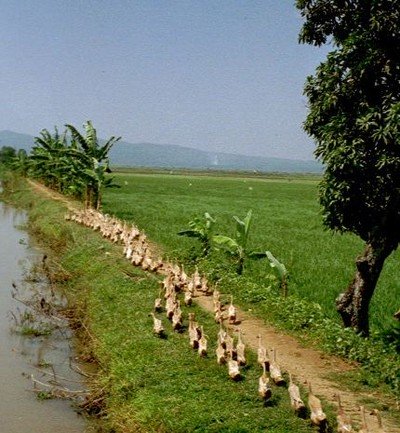 Het is stil op de weg naar Ambarawa. Er klinkt gesnater, een lange optocht van wel veertig zeer rechtop lopende eenden spoedt zich over de weg naar de overkant. Werkeenden zijn het, op weg naar de volgende sawah die zij moeten ontdoen van slakken en ander ongedierte dat de rijstoogst kan bederven.