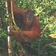 Een grote volwassen orang utan, met roodbruin vlassig haar en een zwartleren gezicht met donkere geduldige ogen    