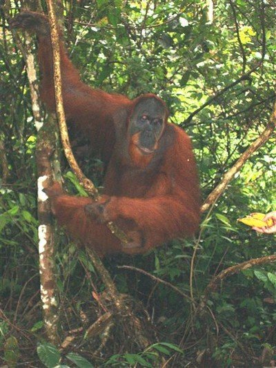 Een grote volwassen orang utan, met roodbruin vlassig haar en een zwartleren gezicht met donkere geduldige ogen