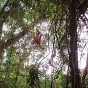 We zijn in de jungle. Heel in de verte beweegt een donkere schim in de bomen.