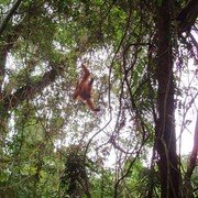 We zijn in de jungle. Heel in de verte beweegt een donkere schim in de bomen.    