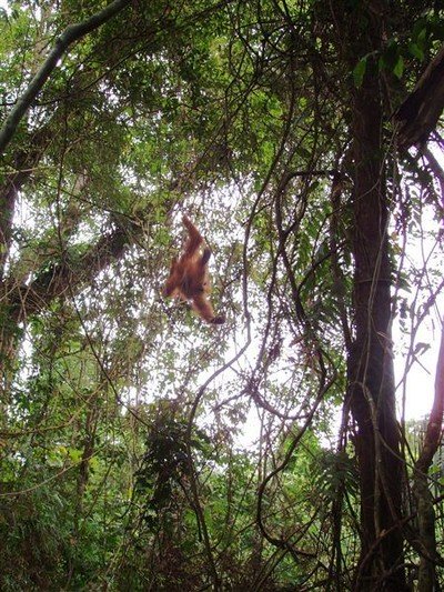 We zijn in de jungle. Heel in de verte beweegt een donkere schim in de bomen.