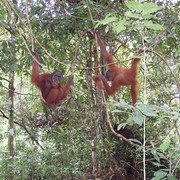   Mogelijk is Abdul de vader, maar erg druk maak hij zich er niet over. Orang Utans leven solitair en alhoewel ze nog geen twee meter van elkaar vandaan zitten negeren beide apen elkaar geheel.  