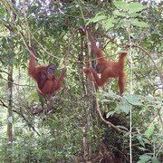   Mogelijk is Abdul de vader, maar erg druk maak hij zich er niet over. Orang Utans leven solitair en alhoewel ze nog geen twee meter van elkaar vandaan zitten negeren beide apen elkaar geheel.