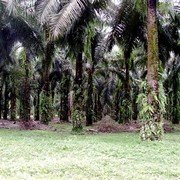Op weg naar Bukit Lawang: plantages palmolie-bomen